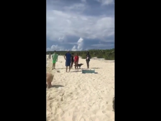 tanaka and the teens on pig island in the bahamas